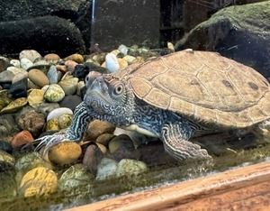 A small turtle in a tank